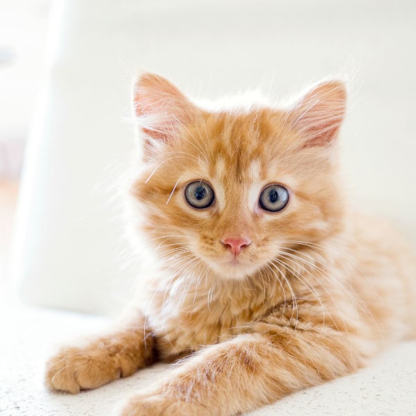 Katzenstreu